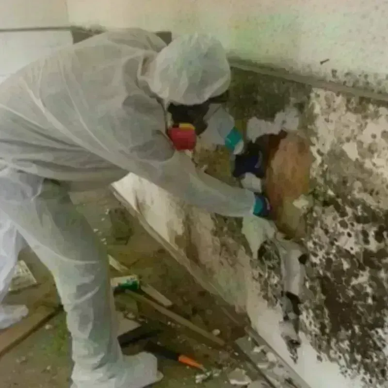 Mold Remediation and Removal in Hays County, TX